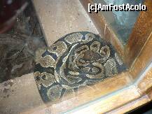 [P12] ZOO Nyiregyhaza - Aquarium, un piton facandu-si siesta :)) » foto by danoradea
 - 
<span class="allrVoted glyphicon glyphicon-heart hidden" id="av124190"></span>
<a class="m-l-10 hidden" id="sv124190" onclick="voting_Foto_DelVot(,124190,20803)" role="button">șterge vot <span class="glyphicon glyphicon-remove"></span></a>
<a id="v9124190" class=" c-red"  onclick="voting_Foto_SetVot(124190)" role="button"><span class="glyphicon glyphicon-heart-empty"></span> <b>LIKE</b> = Votează poza</a> <img class="hidden"  id="f124190W9" src="/imagini/loader.gif" border="0" /><span class="AjErrMes hidden" id="e124190ErM"></span>