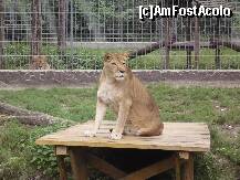 [P31] ZOO Nyiregyhaza - spatiul leilor, unde te treceau fiori vazand cat de aproape sunt » foto by danoradea
 - 
<span class="allrVoted glyphicon glyphicon-heart hidden" id="av124272"></span>
<a class="m-l-10 hidden" id="sv124272" onclick="voting_Foto_DelVot(,124272,20803)" role="button">șterge vot <span class="glyphicon glyphicon-remove"></span></a>
<a id="v9124272" class=" c-red"  onclick="voting_Foto_SetVot(124272)" role="button"><span class="glyphicon glyphicon-heart-empty"></span> <b>LIKE</b> = Votează poza</a> <img class="hidden"  id="f124272W9" src="/imagini/loader.gif" border="0" /><span class="AjErrMes hidden" id="e124272ErM"></span>