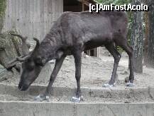 [P04] ZOO Nyiregyhaza - tarcul renilor, care mie mi s-au parut cam batrani » foto by danoradea
 - 
<span class="allrVoted glyphicon glyphicon-heart hidden" id="av124175"></span>
<a class="m-l-10 hidden" id="sv124175" onclick="voting_Foto_DelVot(,124175,20803)" role="button">șterge vot <span class="glyphicon glyphicon-remove"></span></a>
<a id="v9124175" class=" c-red"  onclick="voting_Foto_SetVot(124175)" role="button"><span class="glyphicon glyphicon-heart-empty"></span> <b>LIKE</b> = Votează poza</a> <img class="hidden"  id="f124175W9" src="/imagini/loader.gif" border="0" /><span class="AjErrMes hidden" id="e124175ErM"></span>