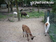 [P44] ZOO Nyiregyhaza » foto by danoradea
 - 
<span class="allrVoted glyphicon glyphicon-heart hidden" id="av124310"></span>
<a class="m-l-10 hidden" id="sv124310" onclick="voting_Foto_DelVot(,124310,20803)" role="button">șterge vot <span class="glyphicon glyphicon-remove"></span></a>
<a id="v9124310" class=" c-red"  onclick="voting_Foto_SetVot(124310)" role="button"><span class="glyphicon glyphicon-heart-empty"></span> <b>LIKE</b> = Votează poza</a> <img class="hidden"  id="f124310W9" src="/imagini/loader.gif" border="0" /><span class="AjErrMes hidden" id="e124310ErM"></span>