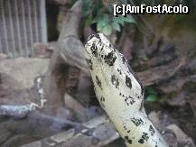 [P47] ZOO Nyiregyhaza » foto by danoradea
 - 
<span class="allrVoted glyphicon glyphicon-heart hidden" id="av124319"></span>
<a class="m-l-10 hidden" id="sv124319" onclick="voting_Foto_DelVot(,124319,20803)" role="button">șterge vot <span class="glyphicon glyphicon-remove"></span></a>
<a id="v9124319" class=" c-red"  onclick="voting_Foto_SetVot(124319)" role="button"><span class="glyphicon glyphicon-heart-empty"></span> <b>LIKE</b> = Votează poza</a> <img class="hidden"  id="f124319W9" src="/imagini/loader.gif" border="0" /><span class="AjErrMes hidden" id="e124319ErM"></span>