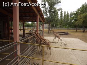 [P34] girafe » foto by printesa82
 - 
<span class="allrVoted glyphicon glyphicon-heart hidden" id="av818454"></span>
<a class="m-l-10 hidden" id="sv818454" onclick="voting_Foto_DelVot(,818454,20803)" role="button">șterge vot <span class="glyphicon glyphicon-remove"></span></a>
<a id="v9818454" class=" c-red"  onclick="voting_Foto_SetVot(818454)" role="button"><span class="glyphicon glyphicon-heart-empty"></span> <b>LIKE</b> = Votează poza</a> <img class="hidden"  id="f818454W9" src="/imagini/loader.gif" border="0" /><span class="AjErrMes hidden" id="e818454ErM"></span>