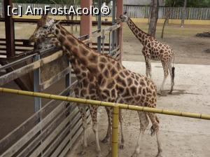 [P36] Girafe » foto by printesa82
 - 
<span class="allrVoted glyphicon glyphicon-heart hidden" id="av818456"></span>
<a class="m-l-10 hidden" id="sv818456" onclick="voting_Foto_DelVot(,818456,20803)" role="button">șterge vot <span class="glyphicon glyphicon-remove"></span></a>
<a id="v9818456" class=" c-red"  onclick="voting_Foto_SetVot(818456)" role="button"><span class="glyphicon glyphicon-heart-empty"></span> <b>LIKE</b> = Votează poza</a> <img class="hidden"  id="f818456W9" src="/imagini/loader.gif" border="0" /><span class="AjErrMes hidden" id="e818456ErM"></span>