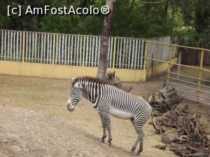 [P38] Zebra » foto by printesa82
 - 
<span class="allrVoted glyphicon glyphicon-heart hidden" id="av818458"></span>
<a class="m-l-10 hidden" id="sv818458" onclick="voting_Foto_DelVot(,818458,20803)" role="button">șterge vot <span class="glyphicon glyphicon-remove"></span></a>
<a id="v9818458" class=" c-red"  onclick="voting_Foto_SetVot(818458)" role="button"><span class="glyphicon glyphicon-heart-empty"></span> <b>LIKE</b> = Votează poza</a> <img class="hidden"  id="f818458W9" src="/imagini/loader.gif" border="0" /><span class="AjErrMes hidden" id="e818458ErM"></span>