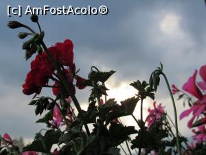 [P33] floricele pe balconul camerei » foto by Testosu'
 - 
<span class="allrVoted glyphicon glyphicon-heart hidden" id="av780238"></span>
<a class="m-l-10 hidden" id="sv780238" onclick="voting_Foto_DelVot(,780238,20836)" role="button">șterge vot <span class="glyphicon glyphicon-remove"></span></a>
<a id="v9780238" class=" c-red"  onclick="voting_Foto_SetVot(780238)" role="button"><span class="glyphicon glyphicon-heart-empty"></span> <b>LIKE</b> = Votează poza</a> <img class="hidden"  id="f780238W9" src="/imagini/loader.gif" border="0" /><span class="AjErrMes hidden" id="e780238ErM"></span>