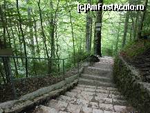 [P09] Castelele Bavariei - Padurea in apropiere de Neuschwanstein.  » foto by iulianic
 - 
<span class="allrVoted glyphicon glyphicon-heart hidden" id="av377084"></span>
<a class="m-l-10 hidden" id="sv377084" onclick="voting_Foto_DelVot(,377084,20953)" role="button">șterge vot <span class="glyphicon glyphicon-remove"></span></a>
<a id="v9377084" class=" c-red"  onclick="voting_Foto_SetVot(377084)" role="button"><span class="glyphicon glyphicon-heart-empty"></span> <b>LIKE</b> = Votează poza</a> <img class="hidden"  id="f377084W9" src="/imagini/loader.gif" border="0" /><span class="AjErrMes hidden" id="e377084ErM"></span>