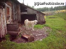 [P08] satenii n-au nevoie de alarma contra hotilor » foto by dorgo
 - 
<span class="allrVoted glyphicon glyphicon-heart hidden" id="av93716"></span>
<a class="m-l-10 hidden" id="sv93716" onclick="voting_Foto_DelVot(,93716,20973)" role="button">șterge vot <span class="glyphicon glyphicon-remove"></span></a>
<a id="v993716" class=" c-red"  onclick="voting_Foto_SetVot(93716)" role="button"><span class="glyphicon glyphicon-heart-empty"></span> <b>LIKE</b> = Votează poza</a> <img class="hidden"  id="f93716W9" src="/imagini/loader.gif" border="0" /><span class="AjErrMes hidden" id="e93716ErM"></span>