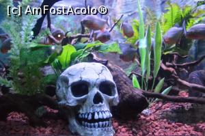 [P35] Peninsula Dingle - la Acvariu, piranha!  » foto by makuy*
 - 
<span class="allrVoted glyphicon glyphicon-heart hidden" id="av787601"></span>
<a class="m-l-10 hidden" id="sv787601" onclick="voting_Foto_DelVot(,787601,20989)" role="button">șterge vot <span class="glyphicon glyphicon-remove"></span></a>
<a id="v9787601" class=" c-red"  onclick="voting_Foto_SetVot(787601)" role="button"><span class="glyphicon glyphicon-heart-empty"></span> <b>LIKE</b> = Votează poza</a> <img class="hidden"  id="f787601W9" src="/imagini/loader.gif" border="0" /><span class="AjErrMes hidden" id="e787601ErM"></span>