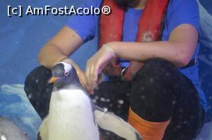 [P40] Peninsula Dingle - la Acvariu, hrănind pinguinii » foto by makuy*
 - 
<span class="allrVoted glyphicon glyphicon-heart hidden" id="av787606"></span>
<a class="m-l-10 hidden" id="sv787606" onclick="voting_Foto_DelVot(,787606,20989)" role="button">șterge vot <span class="glyphicon glyphicon-remove"></span></a>
<a id="v9787606" class=" c-red"  onclick="voting_Foto_SetVot(787606)" role="button"><span class="glyphicon glyphicon-heart-empty"></span> <b>LIKE</b> = Votează poza</a> <img class="hidden"  id="f787606W9" src="/imagini/loader.gif" border="0" /><span class="AjErrMes hidden" id="e787606ErM"></span>