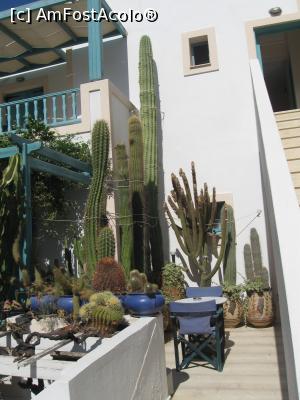 [P24] 23. Cactusul de peste trei metri înălțime, de la piscină.  » foto by doinafil
 - 
<span class="allrVoted glyphicon glyphicon-heart hidden" id="av789412"></span>
<a class="m-l-10 hidden" id="sv789412" onclick="voting_Foto_DelVot(,789412,21017)" role="button">șterge vot <span class="glyphicon glyphicon-remove"></span></a>
<a id="v9789412" class=" c-red"  onclick="voting_Foto_SetVot(789412)" role="button"><span class="glyphicon glyphicon-heart-empty"></span> <b>LIKE</b> = Votează poza</a> <img class="hidden"  id="f789412W9" src="/imagini/loader.gif" border="0" /><span class="AjErrMes hidden" id="e789412ErM"></span>