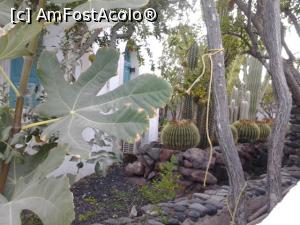 [P26] 25. Alți cactuși, cu diametrul de aproape 70 de cm.  » foto by doinafil
 - 
<span class="allrVoted glyphicon glyphicon-heart hidden" id="av789414"></span>
<a class="m-l-10 hidden" id="sv789414" onclick="voting_Foto_DelVot(,789414,21017)" role="button">șterge vot <span class="glyphicon glyphicon-remove"></span></a>
<a id="v9789414" class=" c-red"  onclick="voting_Foto_SetVot(789414)" role="button"><span class="glyphicon glyphicon-heart-empty"></span> <b>LIKE</b> = Votează poza</a> <img class="hidden"  id="f789414W9" src="/imagini/loader.gif" border="0" /><span class="AjErrMes hidden" id="e789414ErM"></span>