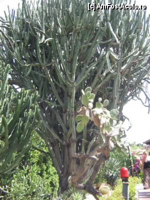 [P09] cactus urias pe o alee din Loro Park » foto by dianabzs
 - 
<span class="allrVoted glyphicon glyphicon-heart hidden" id="av422442"></span>
<a class="m-l-10 hidden" id="sv422442" onclick="voting_Foto_DelVot(,422442,21026)" role="button">șterge vot <span class="glyphicon glyphicon-remove"></span></a>
<a id="v9422442" class=" c-red"  onclick="voting_Foto_SetVot(422442)" role="button"><span class="glyphicon glyphicon-heart-empty"></span> <b>LIKE</b> = Votează poza</a> <img class="hidden"  id="f422442W9" src="/imagini/loader.gif" border="0" /><span class="AjErrMes hidden" id="e422442ErM"></span>