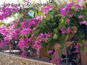 [P07] revărsare de roz...bouganvillea roz... » foto by maryka
 - 
<span class="allrVoted glyphicon glyphicon-heart hidden" id="av1177540"></span>
<a class="m-l-10 hidden" id="sv1177540" onclick="voting_Foto_DelVot(,1177540,21031)" role="button">șterge vot <span class="glyphicon glyphicon-remove"></span></a>
<a id="v91177540" class=" c-red"  onclick="voting_Foto_SetVot(1177540)" role="button"><span class="glyphicon glyphicon-heart-empty"></span> <b>LIKE</b> = Votează poza</a> <img class="hidden"  id="f1177540W9" src="/imagini/loader.gif" border="0" /><span class="AjErrMes hidden" id="e1177540ErM"></span>