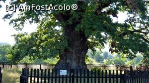 [P19] Bătrânul Carpaților, monument la naturii, cu vârsta care se apropie de un mileniu, probabil cel mai vechi copac din România » foto by Lucien
 - 
<span class="allrVoted glyphicon glyphicon-heart hidden" id="av967235"></span>
<a class="m-l-10 hidden" id="sv967235" onclick="voting_Foto_DelVot(,967235,21040)" role="button">șterge vot <span class="glyphicon glyphicon-remove"></span></a>
<a id="v9967235" class=" c-red"  onclick="voting_Foto_SetVot(967235)" role="button"><span class="glyphicon glyphicon-heart-empty"></span> <b>LIKE</b> = Votează poza</a> <img class="hidden"  id="f967235W9" src="/imagini/loader.gif" border="0" /><span class="AjErrMes hidden" id="e967235ErM"></span>