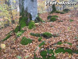 [P12] Prin padurea Bogatii (fotografie facuta in urma cu cativa ani)  » foto by dorgo
 - 
<span class="allrVoted glyphicon glyphicon-heart hidden" id="av460760"></span>
<a class="m-l-10 hidden" id="sv460760" onclick="voting_Foto_DelVot(,460760,21040)" role="button">șterge vot <span class="glyphicon glyphicon-remove"></span></a>
<a id="v9460760" class=" c-red"  onclick="voting_Foto_SetVot(460760)" role="button"><span class="glyphicon glyphicon-heart-empty"></span> <b>LIKE</b> = Votează poza</a> <img class="hidden"  id="f460760W9" src="/imagini/loader.gif" border="0" /><span class="AjErrMes hidden" id="e460760ErM"></span>