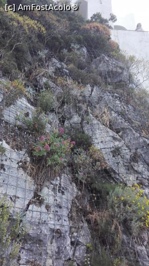 [P17] Anacapri: consolidare de stânci.  » foto by Jimmy1
 - 
<span class="allrVoted glyphicon glyphicon-heart hidden" id="av791541"></span>
<a class="m-l-10 hidden" id="sv791541" onclick="voting_Foto_DelVot(,791541,21050)" role="button">șterge vot <span class="glyphicon glyphicon-remove"></span></a>
<a id="v9791541" class=" c-red"  onclick="voting_Foto_SetVot(791541)" role="button"><span class="glyphicon glyphicon-heart-empty"></span> <b>LIKE</b> = Votează poza</a> <img class="hidden"  id="f791541W9" src="/imagini/loader.gif" border="0" /><span class="AjErrMes hidden" id="e791541ErM"></span>