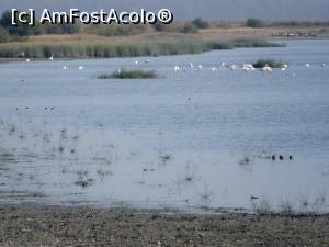 [P09] Flamingo eleganți în Doñana » foto by alinaro
 - 
<span class="allrVoted glyphicon glyphicon-heart hidden" id="av796247"></span>
<a class="m-l-10 hidden" id="sv796247" onclick="voting_Foto_DelVot(,796247,21055)" role="button">șterge vot <span class="glyphicon glyphicon-remove"></span></a>
<a id="v9796247" class=" c-red"  onclick="voting_Foto_SetVot(796247)" role="button"><span class="glyphicon glyphicon-heart-empty"></span> <b>LIKE</b> = Votează poza</a> <img class="hidden"  id="f796247W9" src="/imagini/loader.gif" border="0" /><span class="AjErrMes hidden" id="e796247ErM"></span>