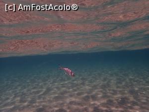 [P13] Siviri, snorkeling » foto by Dragoș_MD
 - 
<span class="allrVoted glyphicon glyphicon-heart hidden" id="av1255502"></span>
<a class="m-l-10 hidden" id="sv1255502" onclick="voting_Foto_DelVot(,1255502,21081)" role="button">șterge vot <span class="glyphicon glyphicon-remove"></span></a>
<a id="v91255502" class=" c-red"  onclick="voting_Foto_SetVot(1255502)" role="button"><span class="glyphicon glyphicon-heart-empty"></span> <b>LIKE</b> = Votează poza</a> <img class="hidden"  id="f1255502W9" src="/imagini/loader.gif" border="0" /><span class="AjErrMes hidden" id="e1255502ErM"></span>