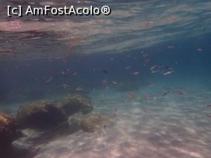 [P14] Siviri, snorkeling » foto by Dragoș_MD
 - 
<span class="allrVoted glyphicon glyphicon-heart hidden" id="av1255503"></span>
<a class="m-l-10 hidden" id="sv1255503" onclick="voting_Foto_DelVot(,1255503,21081)" role="button">șterge vot <span class="glyphicon glyphicon-remove"></span></a>
<a id="v91255503" class=" c-red"  onclick="voting_Foto_SetVot(1255503)" role="button"><span class="glyphicon glyphicon-heart-empty"></span> <b>LIKE</b> = Votează poza</a> <img class="hidden"  id="f1255503W9" src="/imagini/loader.gif" border="0" /><span class="AjErrMes hidden" id="e1255503ErM"></span>