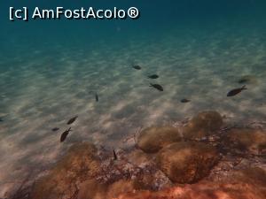 [P16] Siviri, snorkeling » foto by Dragoș_MD
 - 
<span class="allrVoted glyphicon glyphicon-heart hidden" id="av1255505"></span>
<a class="m-l-10 hidden" id="sv1255505" onclick="voting_Foto_DelVot(,1255505,21081)" role="button">șterge vot <span class="glyphicon glyphicon-remove"></span></a>
<a id="v91255505" class=" c-red"  onclick="voting_Foto_SetVot(1255505)" role="button"><span class="glyphicon glyphicon-heart-empty"></span> <b>LIKE</b> = Votează poza</a> <img class="hidden"  id="f1255505W9" src="/imagini/loader.gif" border="0" /><span class="AjErrMes hidden" id="e1255505ErM"></span>