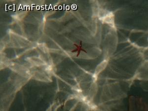 [P17] Siviri, snorkeling » foto by Dragoș_MD
 - 
<span class="allrVoted glyphicon glyphicon-heart hidden" id="av1255506"></span>
<a class="m-l-10 hidden" id="sv1255506" onclick="voting_Foto_DelVot(,1255506,21081)" role="button">șterge vot <span class="glyphicon glyphicon-remove"></span></a>
<a id="v91255506" class=" c-red"  onclick="voting_Foto_SetVot(1255506)" role="button"><span class="glyphicon glyphicon-heart-empty"></span> <b>LIKE</b> = Votează poza</a> <img class="hidden"  id="f1255506W9" src="/imagini/loader.gif" border="0" /><span class="AjErrMes hidden" id="e1255506ErM"></span>