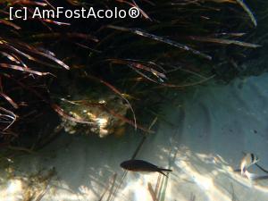 [P20] Siviri, snorkeling » foto by Dragoș_MD
 - 
<span class="allrVoted glyphicon glyphicon-heart hidden" id="av1255509"></span>
<a class="m-l-10 hidden" id="sv1255509" onclick="voting_Foto_DelVot(,1255509,21081)" role="button">șterge vot <span class="glyphicon glyphicon-remove"></span></a>
<a id="v91255509" class=" c-red"  onclick="voting_Foto_SetVot(1255509)" role="button"><span class="glyphicon glyphicon-heart-empty"></span> <b>LIKE</b> = Votează poza</a> <img class="hidden"  id="f1255509W9" src="/imagini/loader.gif" border="0" /><span class="AjErrMes hidden" id="e1255509ErM"></span>