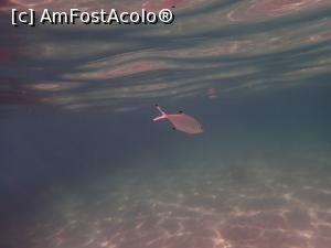 [P21] Siviri, snorkeling » foto by Dragoș_MD
 - 
<span class="allrVoted glyphicon glyphicon-heart hidden" id="av1255510"></span>
<a class="m-l-10 hidden" id="sv1255510" onclick="voting_Foto_DelVot(,1255510,21081)" role="button">șterge vot <span class="glyphicon glyphicon-remove"></span></a>
<a id="v91255510" class=" c-red"  onclick="voting_Foto_SetVot(1255510)" role="button"><span class="glyphicon glyphicon-heart-empty"></span> <b>LIKE</b> = Votează poza</a> <img class="hidden"  id="f1255510W9" src="/imagini/loader.gif" border="0" /><span class="AjErrMes hidden" id="e1255510ErM"></span>