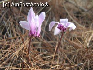 [P10] Siviri, acum și atunci - floricele prin pădure » foto by Dragoș_MD
 - 
<span class="allrVoted glyphicon glyphicon-heart hidden" id="av818911"></span>
<a class="m-l-10 hidden" id="sv818911" onclick="voting_Foto_DelVot(,818911,21081)" role="button">șterge vot <span class="glyphicon glyphicon-remove"></span></a>
<a id="v9818911" class=" c-red"  onclick="voting_Foto_SetVot(818911)" role="button"><span class="glyphicon glyphicon-heart-empty"></span> <b>LIKE</b> = Votează poza</a> <img class="hidden"  id="f818911W9" src="/imagini/loader.gif" border="0" /><span class="AjErrMes hidden" id="e818911ErM"></span>