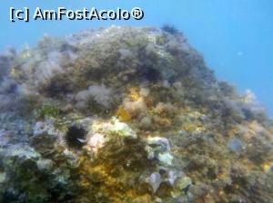 [P46] Siviri, acum și atunci - snorkeling, 2016 » foto by Dragoș_MD
 - 
<span class="allrVoted glyphicon glyphicon-heart hidden" id="av818947"></span>
<a class="m-l-10 hidden" id="sv818947" onclick="voting_Foto_DelVot(,818947,21081)" role="button">șterge vot <span class="glyphicon glyphicon-remove"></span></a>
<a id="v9818947" class=" c-red"  onclick="voting_Foto_SetVot(818947)" role="button"><span class="glyphicon glyphicon-heart-empty"></span> <b>LIKE</b> = Votează poza</a> <img class="hidden"  id="f818947W9" src="/imagini/loader.gif" border="0" /><span class="AjErrMes hidden" id="e818947ErM"></span>