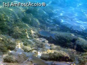 [P47] Siviri, acum și atunci - snorkeling, 2016 » foto by Dragoș_MD
 - 
<span class="allrVoted glyphicon glyphicon-heart hidden" id="av818948"></span>
<a class="m-l-10 hidden" id="sv818948" onclick="voting_Foto_DelVot(,818948,21081)" role="button">șterge vot <span class="glyphicon glyphicon-remove"></span></a>
<a id="v9818948" class=" c-red"  onclick="voting_Foto_SetVot(818948)" role="button"><span class="glyphicon glyphicon-heart-empty"></span> <b>LIKE</b> = Votează poza</a> <img class="hidden"  id="f818948W9" src="/imagini/loader.gif" border="0" /><span class="AjErrMes hidden" id="e818948ErM"></span>