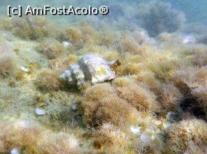 [P48] Siviri, acum și atunci - snorkeling, 2016 » foto by Dragoș_MD
 - 
<span class="allrVoted glyphicon glyphicon-heart hidden" id="av818949"></span>
<a class="m-l-10 hidden" id="sv818949" onclick="voting_Foto_DelVot(,818949,21081)" role="button">șterge vot <span class="glyphicon glyphicon-remove"></span></a>
<a id="v9818949" class=" c-red"  onclick="voting_Foto_SetVot(818949)" role="button"><span class="glyphicon glyphicon-heart-empty"></span> <b>LIKE</b> = Votează poza</a> <img class="hidden"  id="f818949W9" src="/imagini/loader.gif" border="0" /><span class="AjErrMes hidden" id="e818949ErM"></span>