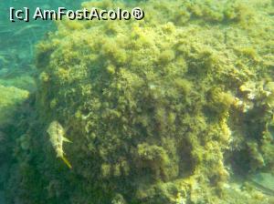 [P49] Siviri, acum și atunci - snorkeling, 2016 » foto by Dragoș_MD
 - 
<span class="allrVoted glyphicon glyphicon-heart hidden" id="av818950"></span>
<a class="m-l-10 hidden" id="sv818950" onclick="voting_Foto_DelVot(,818950,21081)" role="button">șterge vot <span class="glyphicon glyphicon-remove"></span></a>
<a id="v9818950" class=" c-red"  onclick="voting_Foto_SetVot(818950)" role="button"><span class="glyphicon glyphicon-heart-empty"></span> <b>LIKE</b> = Votează poza</a> <img class="hidden"  id="f818950W9" src="/imagini/loader.gif" border="0" /><span class="AjErrMes hidden" id="e818950ErM"></span>