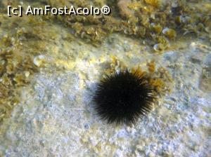 [P51] Siviri, acum și atunci - snorkeling, 2016 » foto by Dragoș_MD
 - 
<span class="allrVoted glyphicon glyphicon-heart hidden" id="av818952"></span>
<a class="m-l-10 hidden" id="sv818952" onclick="voting_Foto_DelVot(,818952,21081)" role="button">șterge vot <span class="glyphicon glyphicon-remove"></span></a>
<a id="v9818952" class=" c-red"  onclick="voting_Foto_SetVot(818952)" role="button"><span class="glyphicon glyphicon-heart-empty"></span> <b>LIKE</b> = Votează poza</a> <img class="hidden"  id="f818952W9" src="/imagini/loader.gif" border="0" /><span class="AjErrMes hidden" id="e818952ErM"></span>