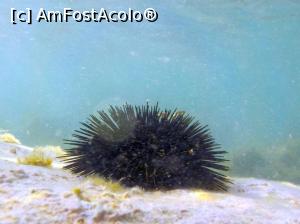 [P53] Siviri, acum și atunci - snorkeling, 2016 » foto by Dragoș_MD
 - 
<span class="allrVoted glyphicon glyphicon-heart hidden" id="av818954"></span>
<a class="m-l-10 hidden" id="sv818954" onclick="voting_Foto_DelVot(,818954,21081)" role="button">șterge vot <span class="glyphicon glyphicon-remove"></span></a>
<a id="v9818954" class=" c-red"  onclick="voting_Foto_SetVot(818954)" role="button"><span class="glyphicon glyphicon-heart-empty"></span> <b>LIKE</b> = Votează poza</a> <img class="hidden"  id="f818954W9" src="/imagini/loader.gif" border="0" /><span class="AjErrMes hidden" id="e818954ErM"></span>