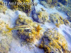 [P55] Siviri, acum și atunci - snorkeling, 2016 » foto by Dragoș_MD
 - 
<span class="allrVoted glyphicon glyphicon-heart hidden" id="av818956"></span>
<a class="m-l-10 hidden" id="sv818956" onclick="voting_Foto_DelVot(,818956,21081)" role="button">șterge vot <span class="glyphicon glyphicon-remove"></span></a>
<a id="v9818956" class=" c-red"  onclick="voting_Foto_SetVot(818956)" role="button"><span class="glyphicon glyphicon-heart-empty"></span> <b>LIKE</b> = Votează poza</a> <img class="hidden"  id="f818956W9" src="/imagini/loader.gif" border="0" /><span class="AjErrMes hidden" id="e818956ErM"></span>