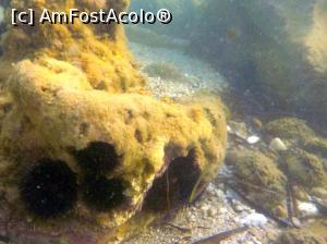 [P56] Siviri, acum și atunci - snorkeling, 2016 » foto by Dragoș_MD
 - 
<span class="allrVoted glyphicon glyphicon-heart hidden" id="av818957"></span>
<a class="m-l-10 hidden" id="sv818957" onclick="voting_Foto_DelVot(,818957,21081)" role="button">șterge vot <span class="glyphicon glyphicon-remove"></span></a>
<a id="v9818957" class=" c-red"  onclick="voting_Foto_SetVot(818957)" role="button"><span class="glyphicon glyphicon-heart-empty"></span> <b>LIKE</b> = Votează poza</a> <img class="hidden"  id="f818957W9" src="/imagini/loader.gif" border="0" /><span class="AjErrMes hidden" id="e818957ErM"></span>