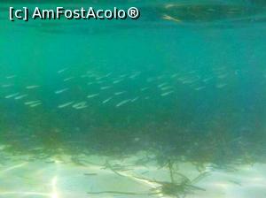 [P57] Siviri, acum și atunci - snorkeling, 2016 » foto by Dragoș_MD
 - 
<span class="allrVoted glyphicon glyphicon-heart hidden" id="av818958"></span>
<a class="m-l-10 hidden" id="sv818958" onclick="voting_Foto_DelVot(,818958,21081)" role="button">șterge vot <span class="glyphicon glyphicon-remove"></span></a>
<a id="v9818958" class=" c-red"  onclick="voting_Foto_SetVot(818958)" role="button"><span class="glyphicon glyphicon-heart-empty"></span> <b>LIKE</b> = Votează poza</a> <img class="hidden"  id="f818958W9" src="/imagini/loader.gif" border="0" /><span class="AjErrMes hidden" id="e818958ErM"></span>