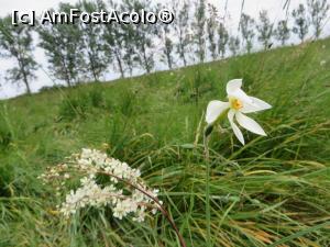 [P23] Poiana Narciselor - Negrași, Argeș.  » foto by tata123 🔱
 - 
<span class="allrVoted glyphicon glyphicon-heart hidden" id="av753440"></span>
<a class="m-l-10 hidden" id="sv753440" onclick="voting_Foto_DelVot(,753440,21126)" role="button">șterge vot <span class="glyphicon glyphicon-remove"></span></a>
<a id="v9753440" class=" c-red"  onclick="voting_Foto_SetVot(753440)" role="button"><span class="glyphicon glyphicon-heart-empty"></span> <b>LIKE</b> = Votează poza</a> <img class="hidden"  id="f753440W9" src="/imagini/loader.gif" border="0" /><span class="AjErrMes hidden" id="e753440ErM"></span>