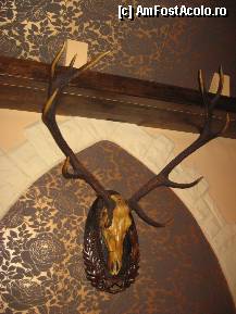 [P11] Un trofeu de cerb de 6 ani » foto by dorgo
 - 
<span class="allrVoted glyphicon glyphicon-heart hidden" id="av282806"></span>
<a class="m-l-10 hidden" id="sv282806" onclick="voting_Foto_DelVot(,282806,21187)" role="button">șterge vot <span class="glyphicon glyphicon-remove"></span></a>
<a id="v9282806" class=" c-red"  onclick="voting_Foto_SetVot(282806)" role="button"><span class="glyphicon glyphicon-heart-empty"></span> <b>LIKE</b> = Votează poza</a> <img class="hidden"  id="f282806W9" src="/imagini/loader.gif" border="0" /><span class="AjErrMes hidden" id="e282806ErM"></span>