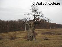[P19] Pe platou apare si 'Stejarul singuratic' » foto by dorgo
 - 
<span class="allrVoted glyphicon glyphicon-heart hidden" id="av282814"></span>
<a class="m-l-10 hidden" id="sv282814" onclick="voting_Foto_DelVot(,282814,21187)" role="button">șterge vot <span class="glyphicon glyphicon-remove"></span></a>
<a id="v9282814" class=" c-red"  onclick="voting_Foto_SetVot(282814)" role="button"><span class="glyphicon glyphicon-heart-empty"></span> <b>LIKE</b> = Votează poza</a> <img class="hidden"  id="f282814W9" src="/imagini/loader.gif" border="0" /><span class="AjErrMes hidden" id="e282814ErM"></span>