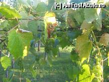 [P18] Sau preferati struguri din alt soi? » foto by dorgo
 - 
<span class="allrVoted glyphicon glyphicon-heart hidden" id="av103183"></span>
<a class="m-l-10 hidden" id="sv103183" onclick="voting_Foto_DelVot(,103183,21207)" role="button">șterge vot <span class="glyphicon glyphicon-remove"></span></a>
<a id="v9103183" class=" c-red"  onclick="voting_Foto_SetVot(103183)" role="button"><span class="glyphicon glyphicon-heart-empty"></span> <b>LIKE</b> = Votează poza</a> <img class="hidden"  id="f103183W9" src="/imagini/loader.gif" border="0" /><span class="AjErrMes hidden" id="e103183ErM"></span>