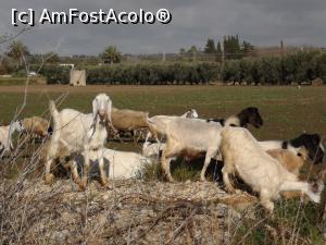 [P55] În apropiere de Gallipoli :) » foto by crismis
 - 
<span class="allrVoted glyphicon glyphicon-heart hidden" id="av1284973"></span>
<a class="m-l-10 hidden" id="sv1284973" onclick="voting_Foto_DelVot(,1284973,21287)" role="button">șterge vot <span class="glyphicon glyphicon-remove"></span></a>
<a id="v91284973" class=" c-red"  onclick="voting_Foto_SetVot(1284973)" role="button"><span class="glyphicon glyphicon-heart-empty"></span> <b>LIKE</b> = Votează poza</a> <img class="hidden"  id="f1284973W9" src="/imagini/loader.gif" border="0" /><span class="AjErrMes hidden" id="e1284973ErM"></span>