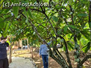 [P61] fructele de cacao » foto by denisucu
 - 
<span class="allrVoted glyphicon glyphicon-heart hidden" id="av1286778"></span>
<a class="m-l-10 hidden" id="sv1286778" onclick="voting_Foto_DelVot(,1286778,21310)" role="button">șterge vot <span class="glyphicon glyphicon-remove"></span></a>
<a id="v91286778" class=" c-red"  onclick="voting_Foto_SetVot(1286778)" role="button"><span class="glyphicon glyphicon-heart-empty"></span> <b>LIKE</b> = Votează poza</a> <img class="hidden"  id="f1286778W9" src="/imagini/loader.gif" border="0" /><span class="AjErrMes hidden" id="e1286778ErM"></span>