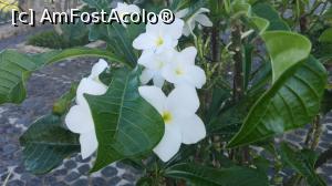 [P03] florile nu lipsesc din peisaj! » foto by balasa violeta
 - 
<span class="allrVoted glyphicon glyphicon-heart hidden" id="av1036965"></span>
<a class="m-l-10 hidden" id="sv1036965" onclick="voting_Foto_DelVot(,1036965,21310)" role="button">șterge vot <span class="glyphicon glyphicon-remove"></span></a>
<a id="v91036965" class=" c-red"  onclick="voting_Foto_SetVot(1036965)" role="button"><span class="glyphicon glyphicon-heart-empty"></span> <b>LIKE</b> = Votează poza</a> <img class="hidden"  id="f1036965W9" src="/imagini/loader.gif" border="0" /><span class="AjErrMes hidden" id="e1036965ErM"></span>