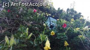 [P04] flori deosebite care se inchid pe inserat!  » foto by balasa violeta
 - 
<span class="allrVoted glyphicon glyphicon-heart hidden" id="av1036966"></span>
<a class="m-l-10 hidden" id="sv1036966" onclick="voting_Foto_DelVot(,1036966,21310)" role="button">șterge vot <span class="glyphicon glyphicon-remove"></span></a>
<a id="v91036966" class=" c-red"  onclick="voting_Foto_SetVot(1036966)" role="button"><span class="glyphicon glyphicon-heart-empty"></span> <b>LIKE</b> = Votează poza</a> <img class="hidden"  id="f1036966W9" src="/imagini/loader.gif" border="0" /><span class="AjErrMes hidden" id="e1036966ErM"></span>