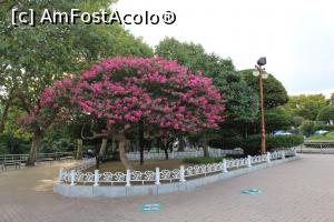 [P65] Busan, Copaci și flori în Parcul Yongdusan » foto by mprofeanu
 - 
<span class="allrVoted glyphicon glyphicon-heart hidden" id="av819977"></span>
<a class="m-l-10 hidden" id="sv819977" onclick="voting_Foto_DelVot(,819977,21334)" role="button">șterge vot <span class="glyphicon glyphicon-remove"></span></a>
<a id="v9819977" class=" c-red"  onclick="voting_Foto_SetVot(819977)" role="button"><span class="glyphicon glyphicon-heart-empty"></span> <b>LIKE</b> = Votează poza</a> <img class="hidden"  id="f819977W9" src="/imagini/loader.gif" border="0" /><span class="AjErrMes hidden" id="e819977ErM"></span>