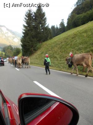 [P12] In scena din poza este vorba de coborirea de toamna a vitelor de pe munte (Almabtrieb) si revenirea in grajdurile stapinilor. Bovinele sunt impodobite doar daca in sezonul trecut nu au fost incidente, deci daca toate animalele au supravietuit si se intorc sanatoase. » foto by Michaell
 - 
<span class="allrVoted glyphicon glyphicon-heart hidden" id="av819813"></span>
<a class="m-l-10 hidden" id="sv819813" onclick="voting_Foto_DelVot(,819813,21336)" role="button">șterge vot <span class="glyphicon glyphicon-remove"></span></a>
<a id="v9819813" class=" c-red"  onclick="voting_Foto_SetVot(819813)" role="button"><span class="glyphicon glyphicon-heart-empty"></span> <b>LIKE</b> = Votează poza</a> <img class="hidden"  id="f819813W9" src="/imagini/loader.gif" border="0" /><span class="AjErrMes hidden" id="e819813ErM"></span>