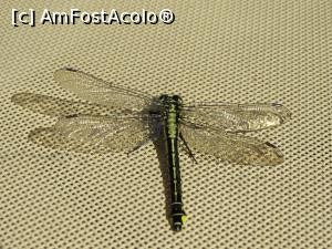 [P49] Libelula se odihneste pe sezlong! » foto by mont
 - 
<span class="allrVoted glyphicon glyphicon-heart hidden" id="av1279980"></span>
<a class="m-l-10 hidden" id="sv1279980" onclick="voting_Foto_DelVot(,1279980,21338)" role="button">șterge vot <span class="glyphicon glyphicon-remove"></span></a>
<a id="v91279980" class=" c-red"  onclick="voting_Foto_SetVot(1279980)" role="button"><span class="glyphicon glyphicon-heart-empty"></span> <b>LIKE</b> = Votează poza</a> <img class="hidden"  id="f1279980W9" src="/imagini/loader.gif" border="0" /><span class="AjErrMes hidden" id="e1279980ErM"></span>