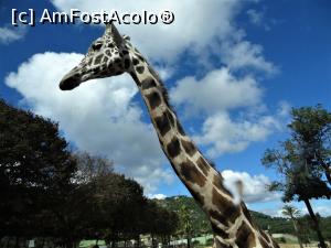 [P11] Această girafă mi-a spălat parbrizul » foto by BOGDAN DSN
 - 
<span class="allrVoted glyphicon glyphicon-heart hidden" id="av824980"></span>
<a class="m-l-10 hidden" id="sv824980" onclick="voting_Foto_DelVot(,824980,21380)" role="button">șterge vot <span class="glyphicon glyphicon-remove"></span></a>
<a id="v9824980" class=" c-red"  onclick="voting_Foto_SetVot(824980)" role="button"><span class="glyphicon glyphicon-heart-empty"></span> <b>LIKE</b> = Votează poza</a> <img class="hidden"  id="f824980W9" src="/imagini/loader.gif" border="0" /><span class="AjErrMes hidden" id="e824980ErM"></span>