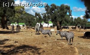 [P12] Zona cu zebre și gazele » foto by BOGDAN DSN
 - 
<span class="allrVoted glyphicon glyphicon-heart hidden" id="av824981"></span>
<a class="m-l-10 hidden" id="sv824981" onclick="voting_Foto_DelVot(,824981,21380)" role="button">șterge vot <span class="glyphicon glyphicon-remove"></span></a>
<a id="v9824981" class=" c-red"  onclick="voting_Foto_SetVot(824981)" role="button"><span class="glyphicon glyphicon-heart-empty"></span> <b>LIKE</b> = Votează poza</a> <img class="hidden"  id="f824981W9" src="/imagini/loader.gif" border="0" /><span class="AjErrMes hidden" id="e824981ErM"></span>